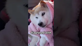 Doge The Meme Dog is Severely ill #shorts #memes