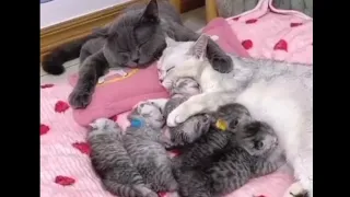 The Cutest family - Family love