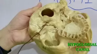 SKULL PART-1 FORAMINA AND STRUCTURES PASSING THROUGH THEM BY DR MITESH DAVE