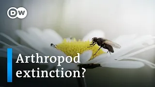 The great death of insects | DW Documentary