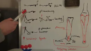 027 | Poziom 2 | Omówienie wałkowania łydki. Trójgłowy podudzia. Stabilizacja st. ramiennego