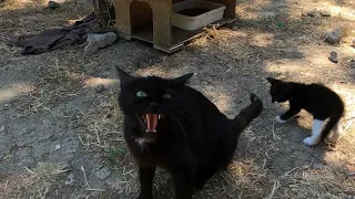 Angry mother cat trying to protect her kittens while I'm trying to help them.