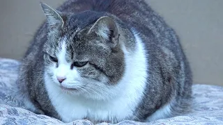 Very fat cat is lazy