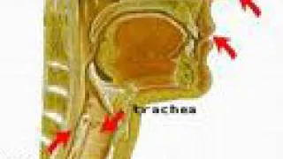 How the Body Works : The Throat