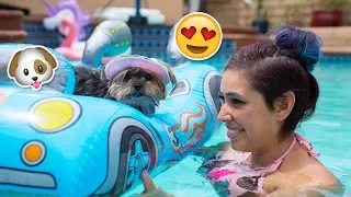 Buying My Dog Baby Pool Toys