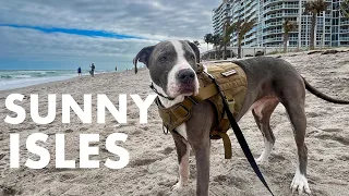 Sunny Isles Beach LIVE Exploring Beaches & Fishing Pier w/ Dog