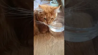 Солнечный Ричи Мейн кун Пьёт воду лёжа - Sunny Richie Maine coon Drinks water