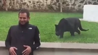 Black Panther Sneaks Up On Unsuspecting Man