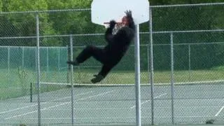 BIGFOOT CAUGHT PLAYING BASKETBALL