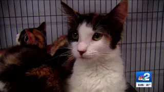 Hundreds of animals seek homes at adoption event in Port Charlotte