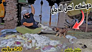 خمسين دجاجه لدوشكه!!!  وصلتني طيور من الجبال ??