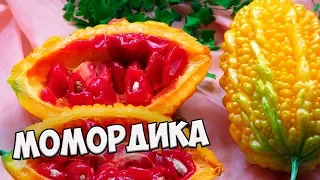 Самые необычные растения в огороде 🌟 МОМОРДИКА 🌟 Полезные свойства и применение