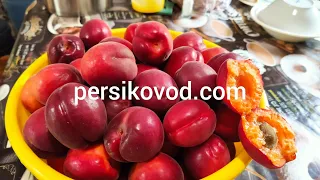 Абрикос Рубиста  persikovod.com