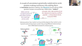 Unnatural/non-canonical amino acid incorporation by "genetic code expansion" inspired by pyrrolysine