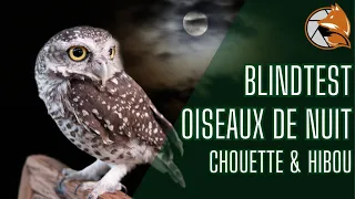 Blindtest : Reconnaître les chants d'oiseaux de nuit spécial CHOUETTE et HIBOU