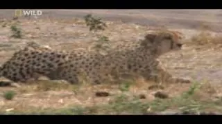 cheetahs huntings warthog .(watch in HD)