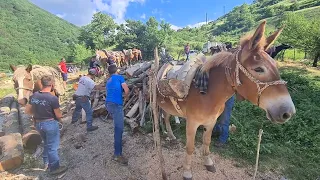 1_Festa della legna di S  Antonio  - Scanno (AQ) 2022  - I boscaioli caricano i muli