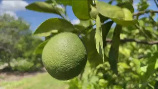 Florida's citrus crop will be smallest in nearly 100 years; farmer turns to avocados