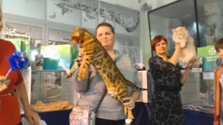 International Cat Show WCF, Kiev (Ukraine) Club Пан Коцький - 11 october 2015 (part 4/6)