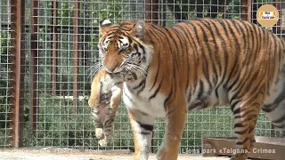 Tigress Scarlett again brought to show cub!