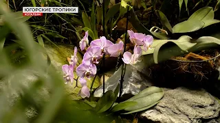 Новые обитатели оранжереи «7 садов» в Когалыме