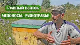 Что такое ГЛАВНЫЙ ВЗЯТОК В ПЧЕЛОВОДСТВЕ. Растения МЕДОНОСЫ.  МЁД РАЗНОТРАВЬЕ