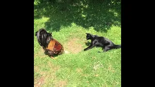 Funny Cat vs Rooster #rooster #chickens #funnychicken #funnycatvideos #shorts