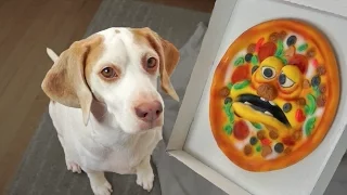 Funny Dog vs. Annoying Pizza Prank: Funny Dog Maymo