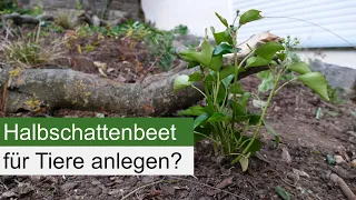 Naturnahes Beet im Halbschatten für die Insekten!