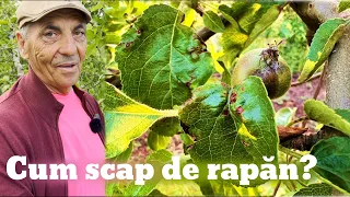 Boli la măr: Rapănul