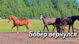 😎 Лошади отдыхают Бобёр вернулся 😜😲