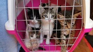 Nine Kittens Abandoned Near a Dumpster