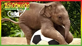 🐘 Zoboomafoo 243 | Talk to Me | Animal shows for kids | Full Episode | HD 🐘
