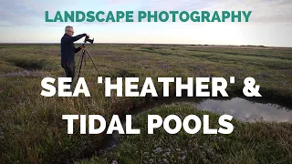 Norfolk Sea Lavender at Thornham : Landscape Photography