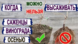 🍇 Не ошибись! Когда МОЖНО, а когда НЕЛЬЗЯ  ОСЕНЬЮ высаживать САЖЕНЦЫ ВИНОГРАДА на постоянное место.