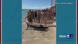 Marlin beaches itself in Waikiki: ‘Gnarly to see’