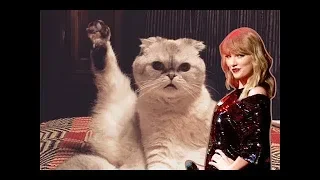 Taylor Swift's Cats   Funny Moments 2011-2018