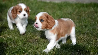 Cavalier King Charles Spaniel Puppy litter M - Happy Village FCI