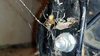 Common house spider vs Shield bug