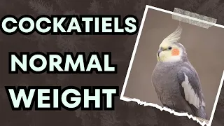 The Normal Weight of a Cockatiel - Everything You Need to Know