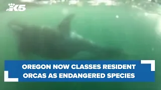 Oregon now listing resident orcas as an endangered species