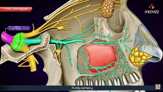 Maxillary division of Trigeminal nerve (V2 or Vb) / Maxillary nerve - Anatomy Animation