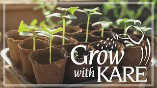 Grow with KARE: Cultivating your vegetables from seed vs. buying plants