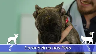 Veterinário tira dúvidas sobre covid-19 e animais de estimação