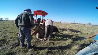 Como levantar vaca caida