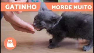 GATO FILHOTE MORDENDO: como melhorar