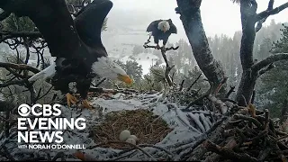 Webcam audience eagerly awaits bald eagle hatching