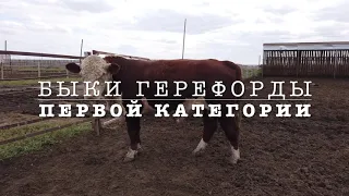 Племенные герефорды в Казахстане