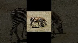 zebras