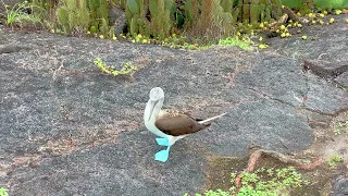 Beauty of Galapagos in 4K HDR